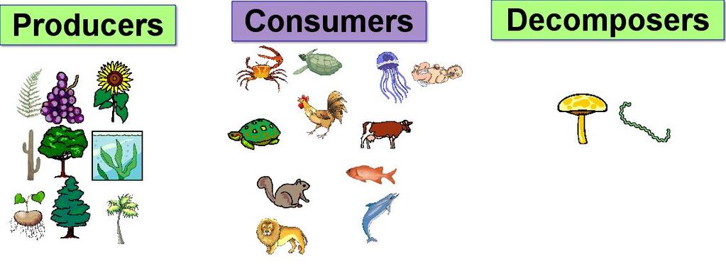 How are food chains alike? There are also decomposers. Decomposers break down dead or decaying plant and animal material.