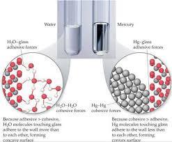 Intermolecular Forces, Liquids, and Solids 11 Figure 11.19 Meniscus shapes for water and mercury 11.4 Phase Changes - Very Important SG Questions Read p. 457-461. Answer the following questions 1.