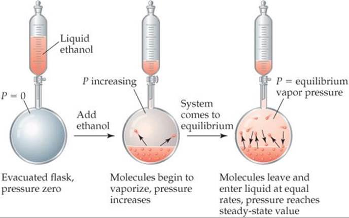 Intermolecular Forces, Liquids, and Solids 15 11.5 Vapor Pressure VERY IMPORTANT!!! SG Questions Read p. 461-464. Answer the following questions 1. When is vapor pressure attained? 2. Figure 11.