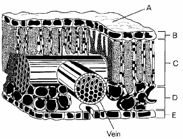 11. The tissue of the leaf mesophyll that is located directly below the upper epidermis and consists of tightly packed column-shaped cells is the a. palisade layer. c. adventitious layer. b. cortex.