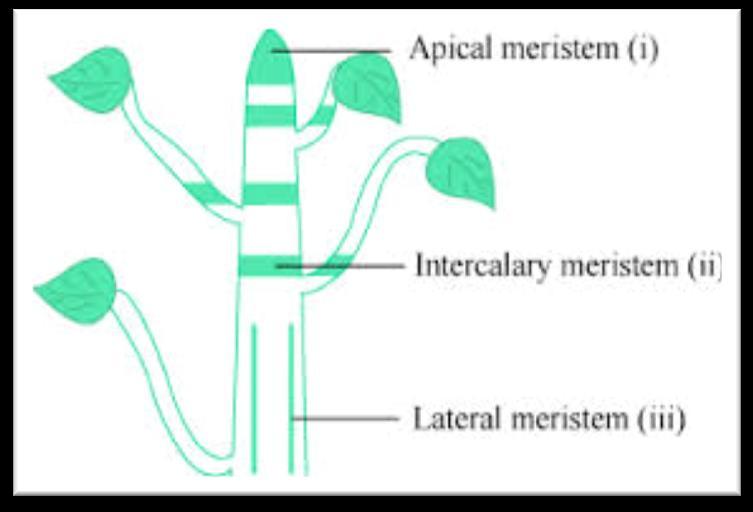 c) Secondary meristem: Some primary permanent tissues become meristematic and the resulting meristem is called secondary meristem.