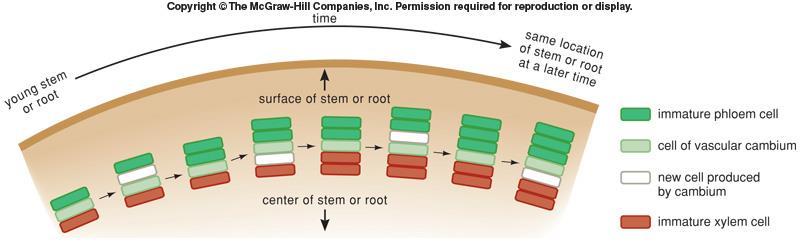 Origin and Development of Stems Narrow band of cells between
