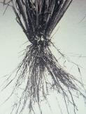 Cotyledons Venation Roots bundle pattern in