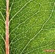 Monocot Vascular Number of Leaf Plant Anatomy: Mocot
