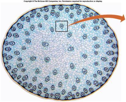 Tissue Patterns in Stems - Monocots Have neither a vascular cambium nor a cork cambium.
