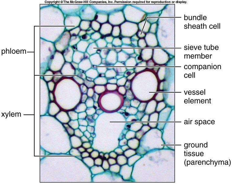 scattered throughout the stem Vascular bundles oriented with xylem closer to center of stem and phloem