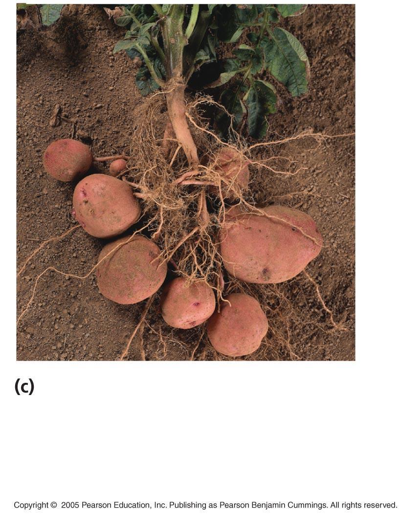 Many plants have modified stems Node Rhizome Root Tubers Enlarged ends of rhizome