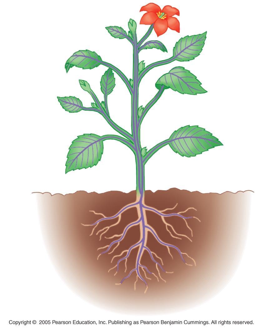 Plants are organized into a root system and a shoot system Reproductive shoot (flower) Terminal bud Node Internode 3 major plant