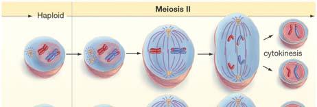 Meiosis II Meiosis II Prophase II: the 23