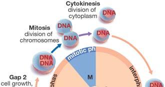 Cell Cycle: Stages of Cell Division Two main phases: interphase and the mitotic phase Interphase prepares for cell division DNA replicates during interphase.