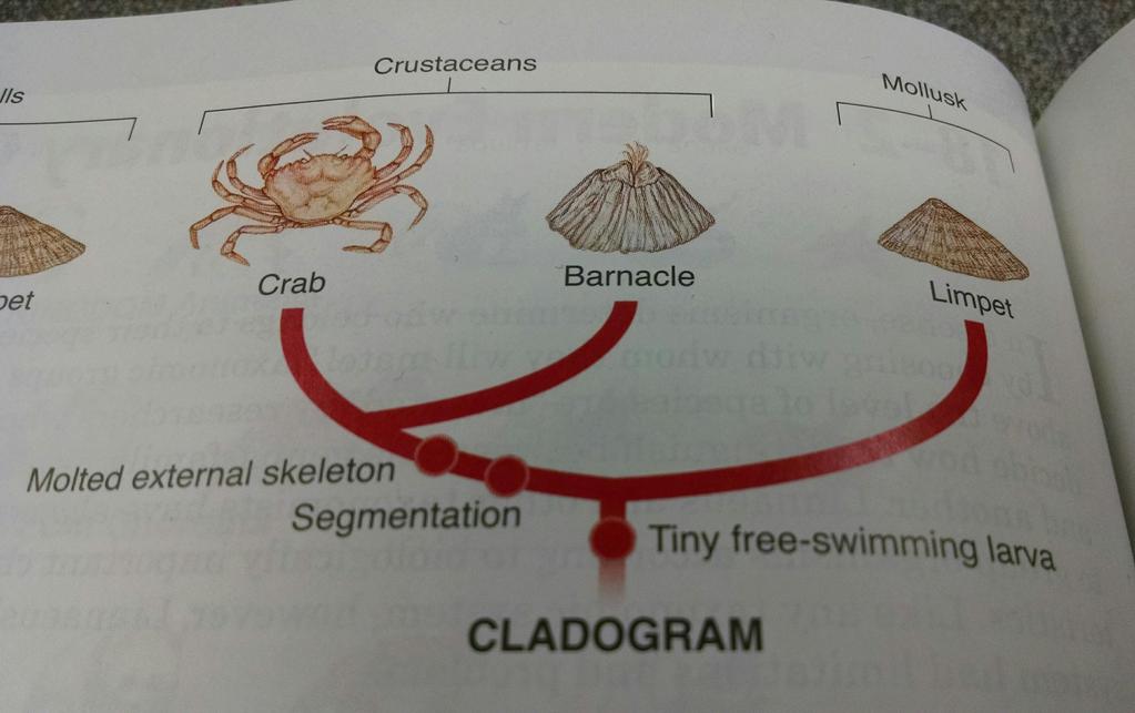 Classification Using Cladograms Thus, this cladogram groups crabs and barnacles together