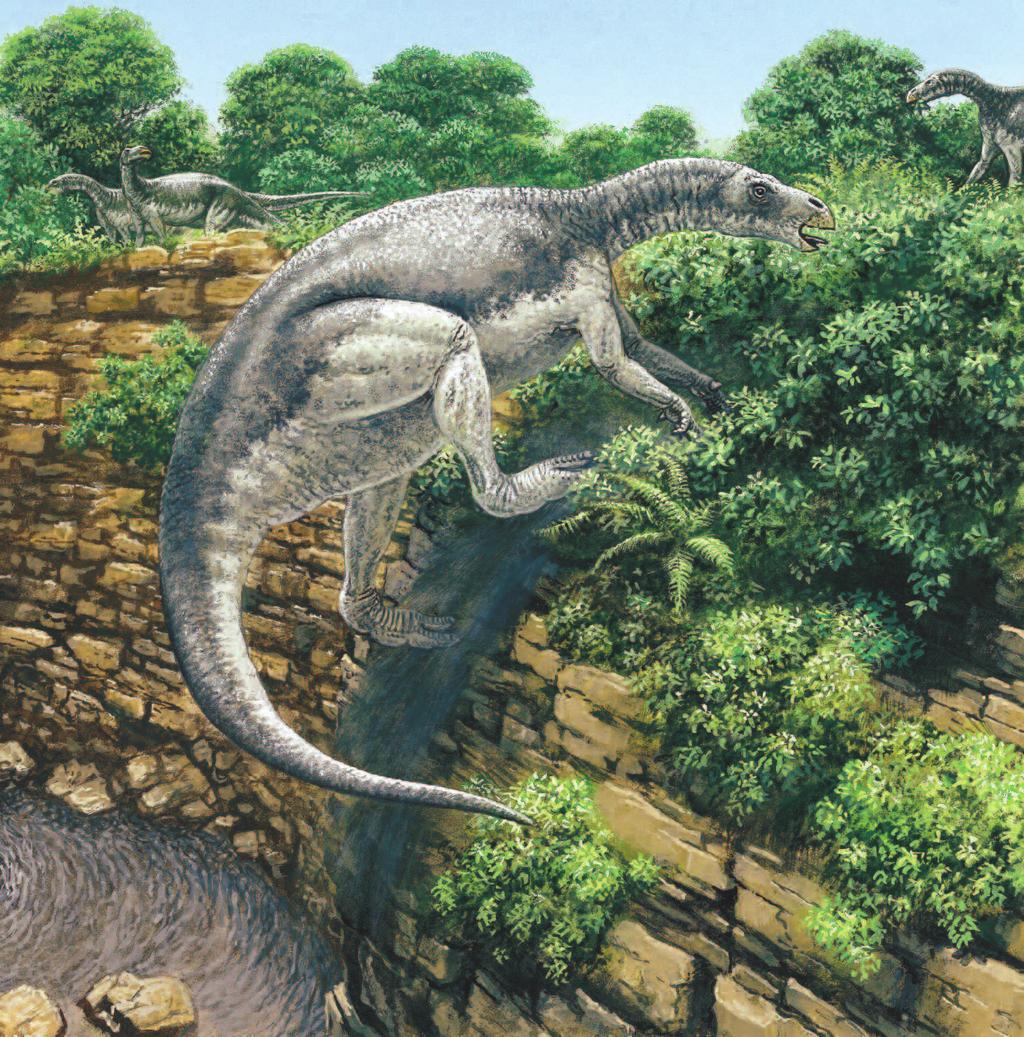 IGUANODON Pronunciation: ih-gwan-o-dahn Iguanodon was a large plant-eater.