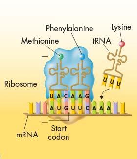 Steps in Translation The ribosome has a second binding site for a trna molecule for the next codon.