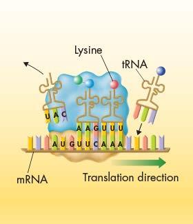 Steps in Translation That trna then moves into a third binding site, from which it exits the ribosome.