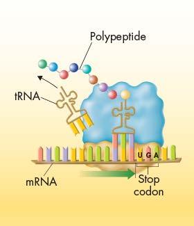 Steps in Translation The polypeptide chain continues to grow until the ribosome reaches a stop codon on the mrna molecule.