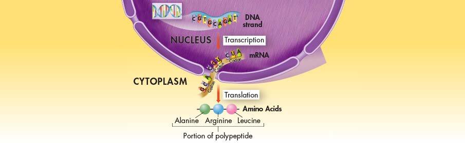 The Molecular Basis of Heredity The codons of mrna specify the sequence of amino