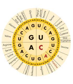 How to Read Codons Because there are four different bases in RNA, there are 64 possible three-base codons (4 4 4 = 64) in the genetic code.