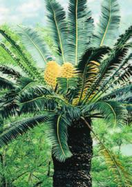 Some gnetophytes produce anti-allergy drugs. Conifers, cycads, and ginkgoes are popular in gardens and parks.