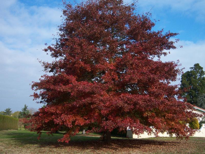 Red oak (Quercus rubra)* Alternate leaves Simple,