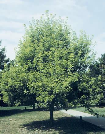 Boxelder (Acer negundo)* Opposite leaves Palmately