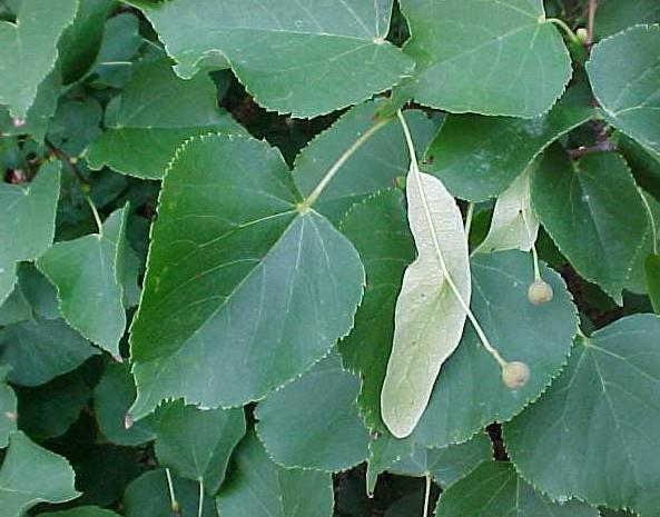Alternate leaves