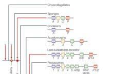 Evolution of the Hox Gene Cluster Expansion of a gene family Acquisition of