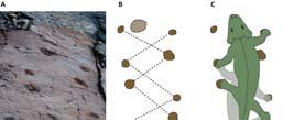 date to 370 mya 2 65 Ancestral humans Diversification of modern mammals 100 Origin