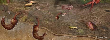 The most amazing record of this period appears in the BURGESS SHALE, ~505 MYA which