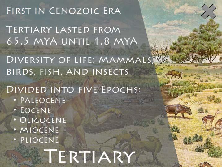 The Tertiary Period was the first period of the Cenozoic Era. It began around 65.5 million years ago and lasted until around 1.8 million years ago.