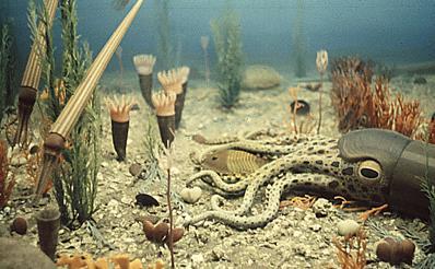 Age of Invertebrates The Ordocivian period continues to diversify the seas including straight coned nautiloids, graptolites, conodonts, bryozoans, and trilobite diversification.