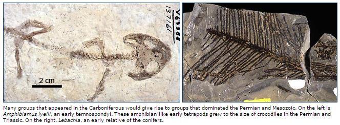 Age of Amphibians The Permian period furthered the development of reptiles on