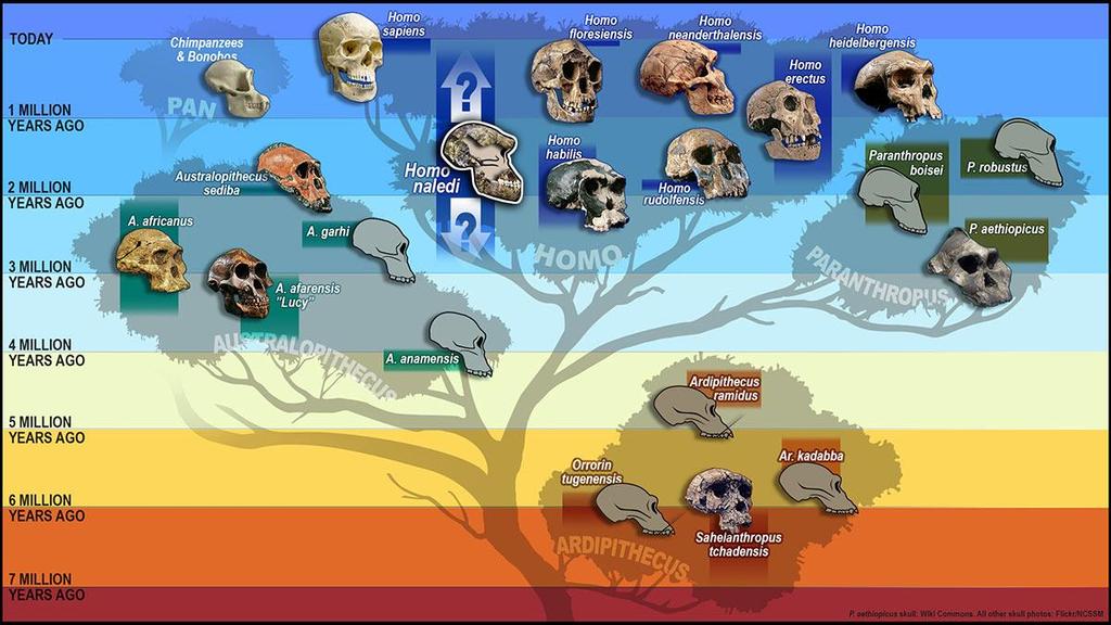 Age of Mammals The Quaternary period
