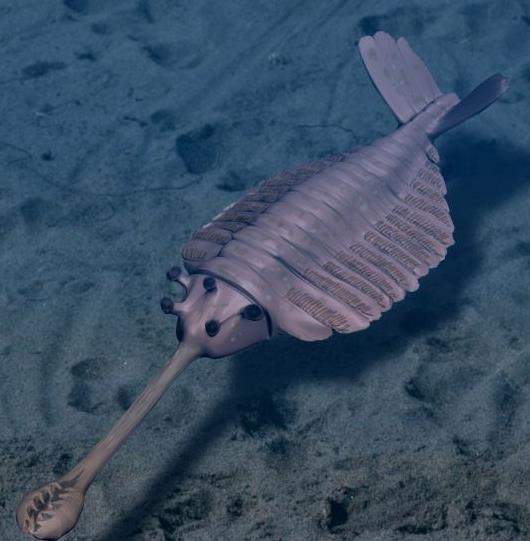 Along with invertebrates like mollusk, trilobites, jellyfish, sponges, echinoderms, and brachiopods, were the first primitive vertebrates - Pikaia.