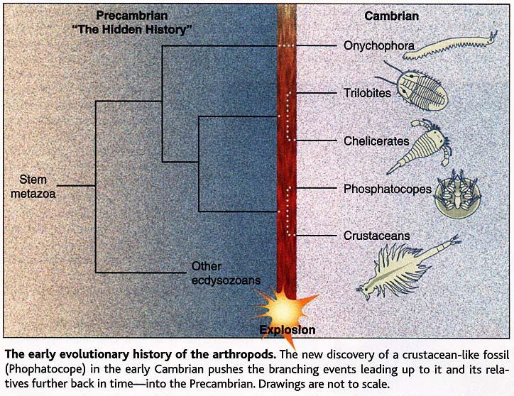 A crucial evolutionary event : Precambrian/Cambrian transition and the