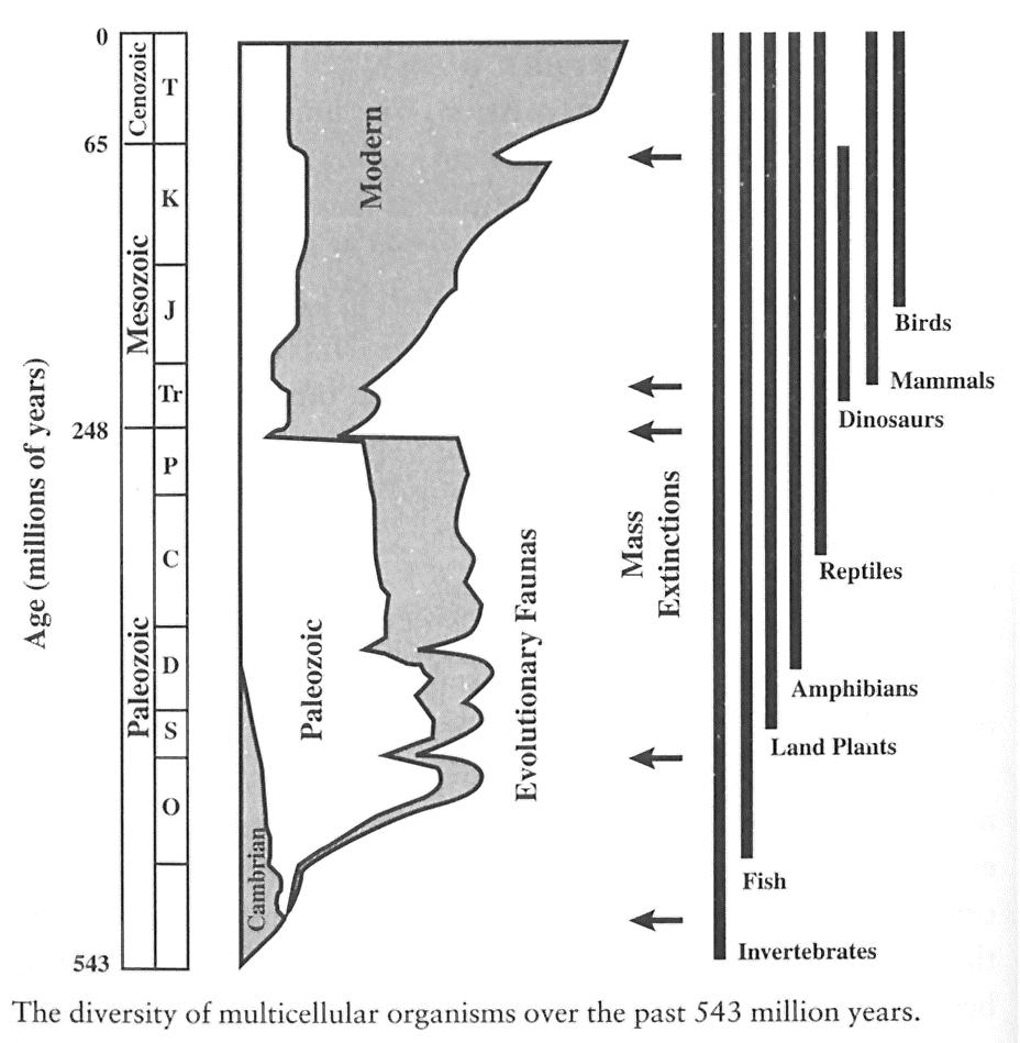 Diversity continued to explode after the Precambrian/Cambrian transition Dinosaur