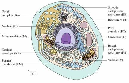 Prokaryote-Eukaryote difference in complexity What eukaryotes have that prokaryotes don t: 1. Cell nucleus. Why would that be important? 2.