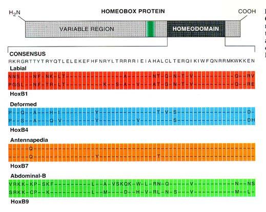 Homeodomains are highly similar 60 amino acid regions of proteins made by all homeobox gene.