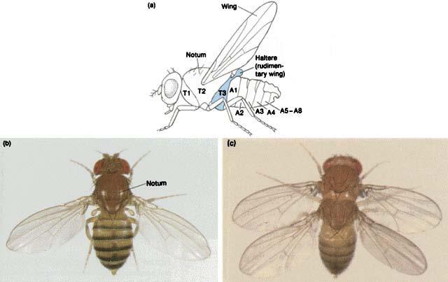 Homeotic genes homeobox originally named for Drosophila homeotic genes: mutations in these genes transform one body part into another genes with a homeobox often are involved as developmental