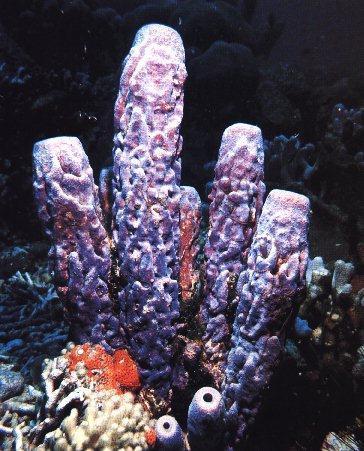 Sponges play an important role in aquatic ecosystems, acting to filter particles out of the water especially bacteria. Sponges can be found living with coral reefs.