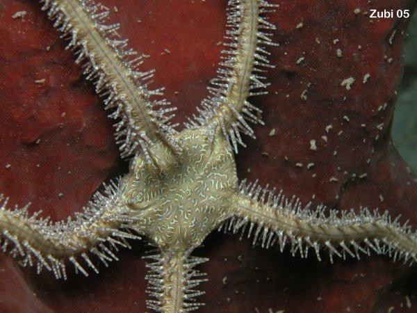 The bodies of echinoderms are made of tough, calcium-based plates that are often spiny and covered by a thin skin.
