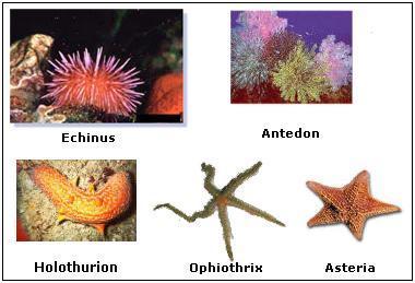 Echinoderms are exclusively marine animals.