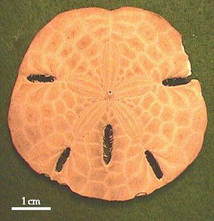 Echinoderms do not have a bilateral body plan with a distinct head and tail.