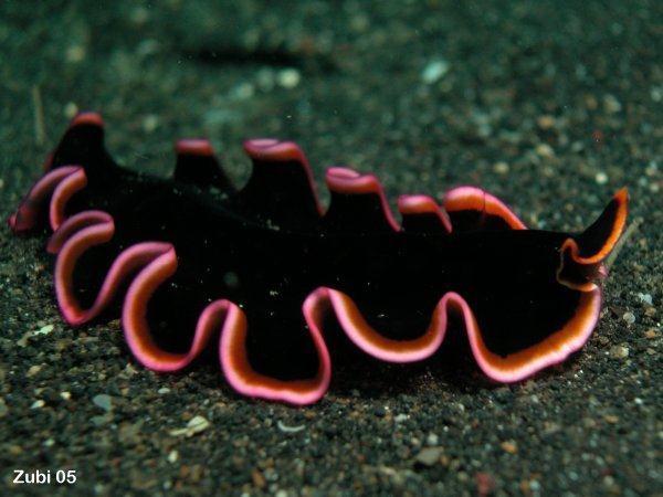 Flatworms are hermaphroditic and capable of sexual and asexual reproduction. They are, as their name implies, flat.