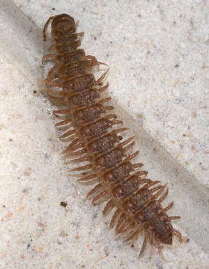 Arthropoda Crustaceans, Spiders, Millipedes, Centipedes, Insects Of all the phyla in the animal