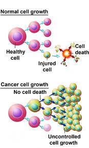 Cancer cell growth Cancer - Uncontrolled, abnormal, rapid mitotic cell division.