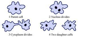 Types of asexual reproduction (involves only mitosis) A. Binary Fission 1. The simplest form of asexual reproduction 2. The parent organism divides into two equal parts. 3.