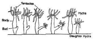 4. Budding in the hydra produces a
