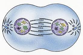 II. Mitotic Cell Division- This process is used for two purposes: 1. Reproduction in one-celled organisms. 2. Repair and growth of body (somatic) cells in multicellular organisms.
