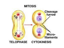 2. Cytoplasmic division - the separation of cytoplasm which occurs during or at the end of mitosis,