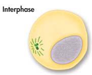 Interphase I - Before meiosis I begins, cell undergoes interphase - Chromosome replication -